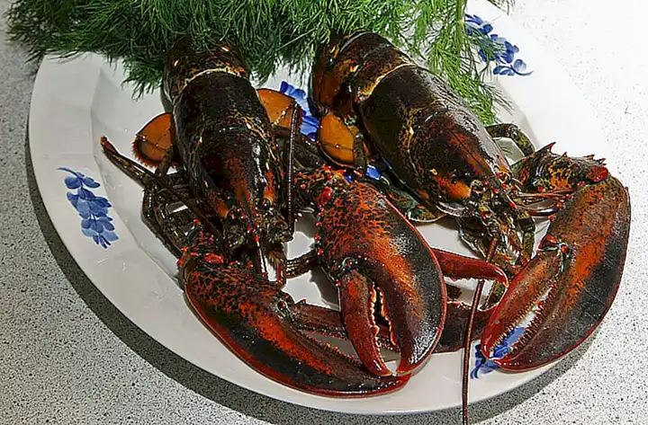 Disfruta del sabor del bogavante