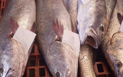 Dónde comprar pulpo congelado por kilo: Guía de proveedores y precios