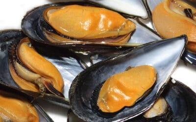 Edad para comer mejillones: Guía completa y recomendaciones