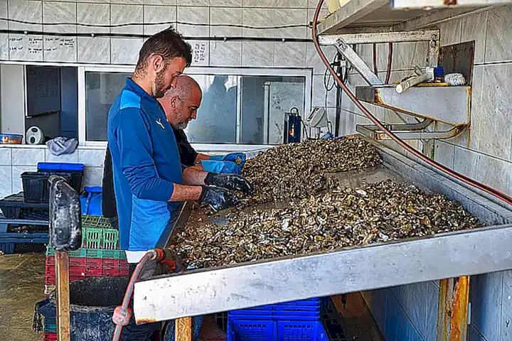 El arte del cultivo de ostras