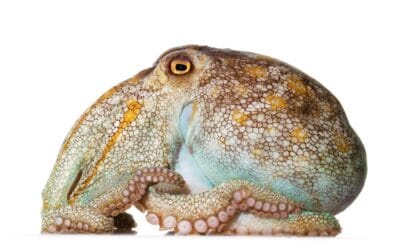 El camuflaje del pulpo: cómo se mimetiza con su entorno