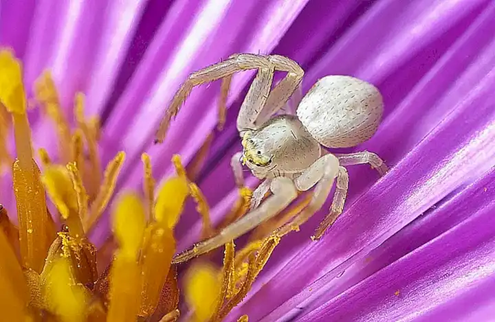 El cangrejo araña es un marisco con patas en forma de araña