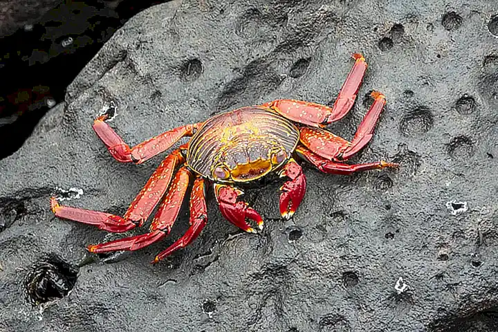 El cangrejo azul es una especie originaria del océano Atlántico