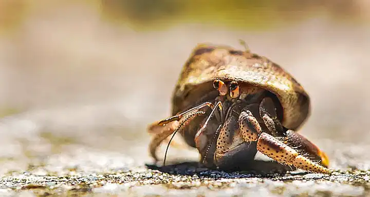 El cangrejo ermitaño se adhiere a la concha con sus patas traseras y se protege dentro de ella