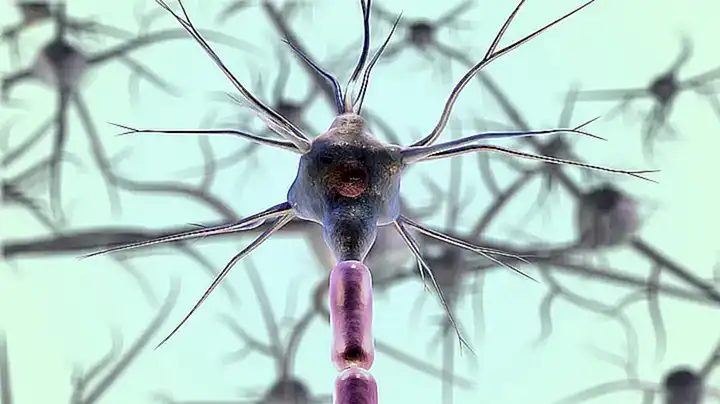 El colesterol en los percebes ayuda a mantener la salud del sistema nervioso