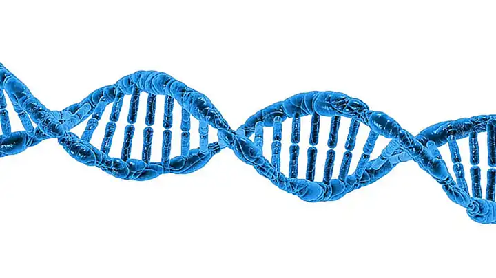 El estudio de su ADN y fósiles puede ayudar a resolver esta incógnita