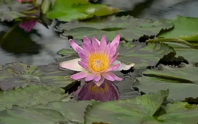 El impacto de los cangrejos de río en el ecosistema acuático