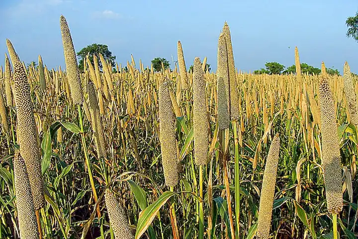 El proceso de cultivo de las perlas