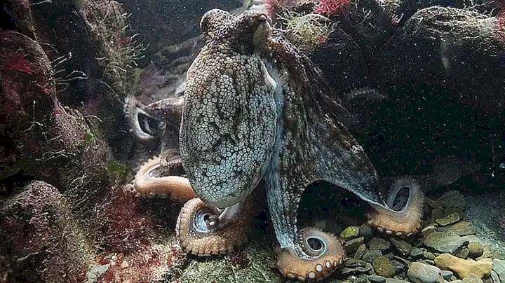 El pulpo es un molusco cefalópodo de ocho brazos que habita en los océanos de todo el mundo
