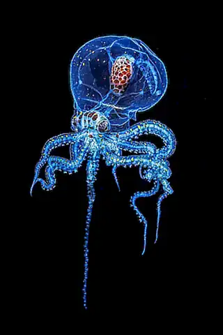 El pulpo se llama 