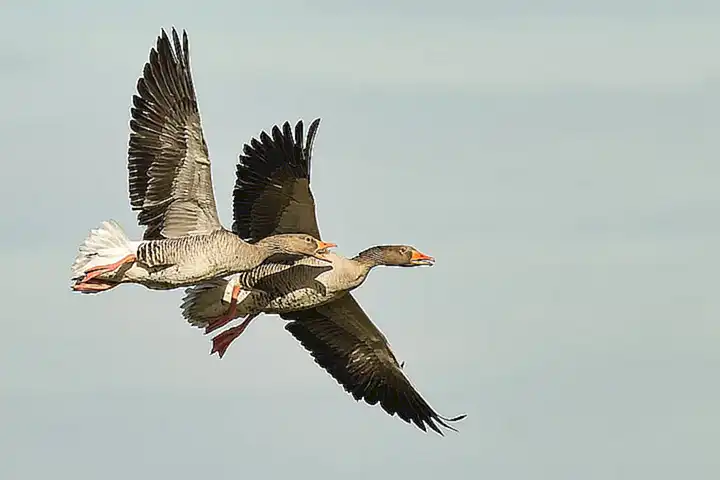 El uso del número 69 en los nombres de los animales es común en la taxonomía y no tiene ninguna connotación sexual