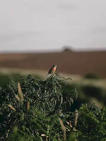 Es importante preservar el hábitat del islote para garantizar la supervivencia de esta especie
