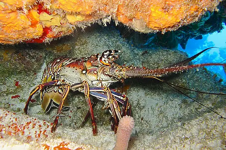 ¿Es necesario marinar el bogavante antes de hornearlo?