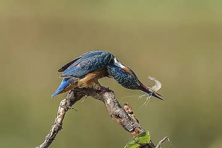 Escurre los camarones y sírvelos según tu preferencia
