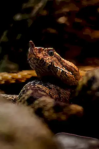 Especies venenosas