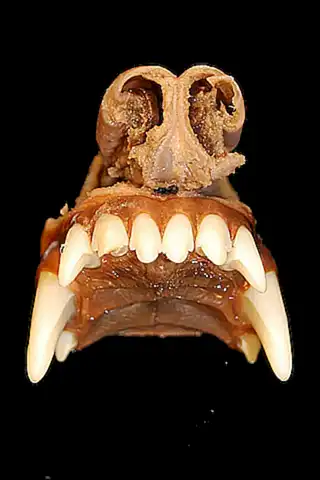 Este cartílago proporciona soporte y protección a los órganos del pulpo