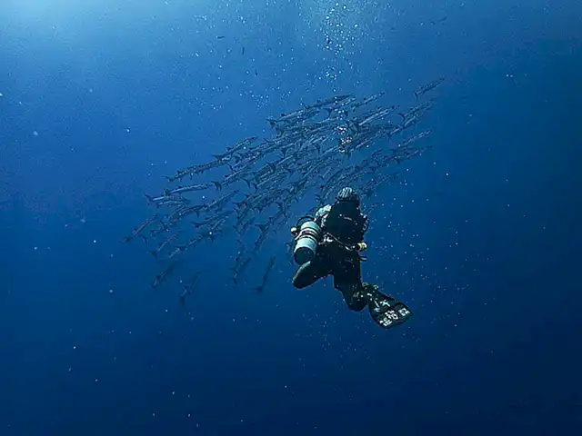 Explora el hábitat natural de los centollos en un acuario o en una inmersión submarina