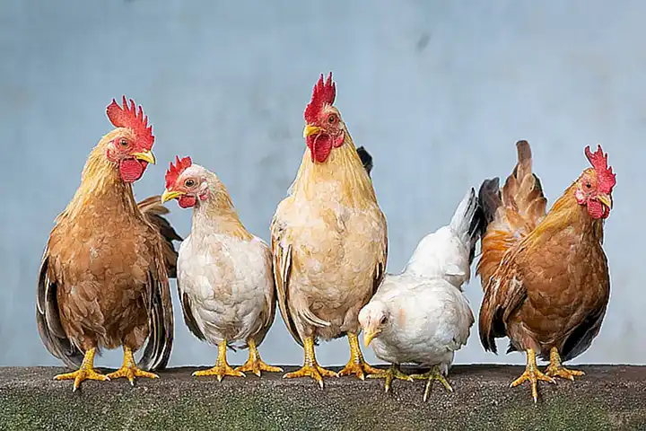 Forma pequeñas bolas de pollo
