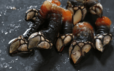 Guía completa: Cómo identificar y evitar consumir percebes muertos