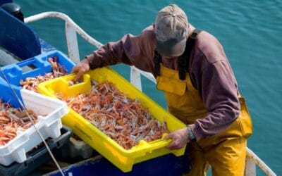 Guía completa: Cómo nadan los cangrejos y su movimiento en el agua