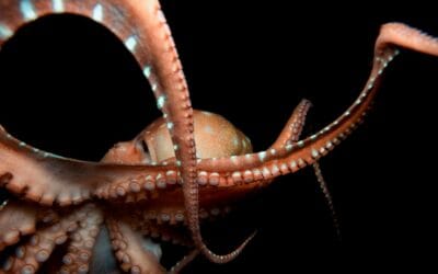 Guía del pulpo: características, hábitat y comportamiento