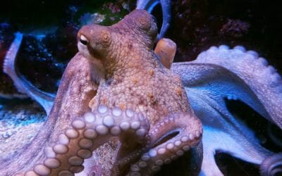 Herramientas y métodos para atrapar pulpos: consejos de un experto