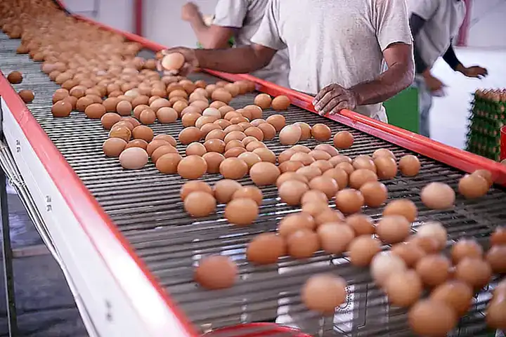 Ingredientes de calidad y elaboración artesanal