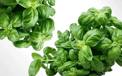 Ingredientes secretos para saborizar y aromatizar la sopa de marisco
