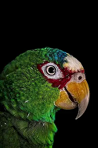 La boca de los pulpos está protegida por un pico córneo similar al de un loro