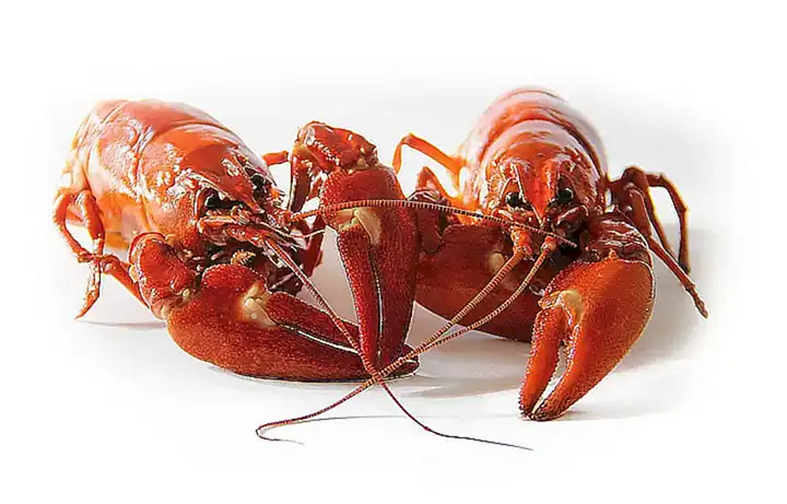 La cigala es un marisco exquisito y muy apreciado en la gastronomía
