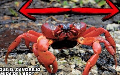 La curiosa habilidad de los cangrejos de río: andar hacia atrás