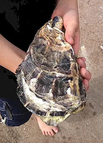 La ostra gigante es descrita como una especie de molusco gigante que puede alcanzar un tamaño descomunal