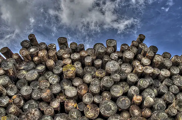 La pérdida de vegetación ribereña y la deforestación pueden disminuir la disponibilidad de refugio y alimento para los cangrejos de río
