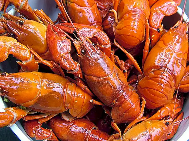 La presencia de color verde en las cigalas se debe a la acumulación de pigmentos llamados carotenoides