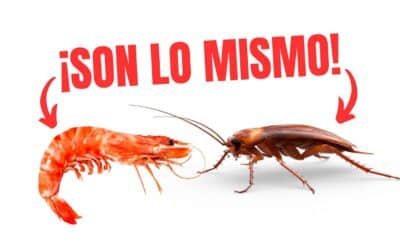 La verdad sobre los camarones: ¿son realmente las cucarachas del mar?