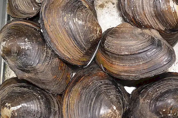 Las almejas son moluscos bivalvos