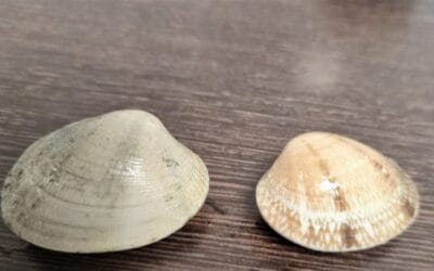Las mejores almejas y su origen: descubre dónde encontrarlas