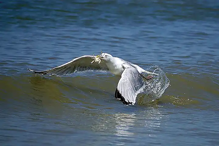 Las pinzas del cangrejo le ayudan a atrapar y sujetar su comida