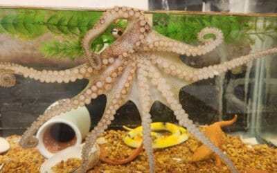 Los brazos y tentáculos del pulpo: sorprendentes en cantidad y función