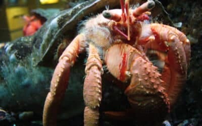 Los cangrejos ermitaños: cómo utilizan los caracoles como protección