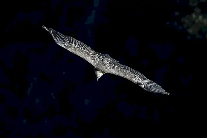 Los cangrejos son conocidos por ser carroñeros y se alimentan de animales muertos que encuentran en el agua