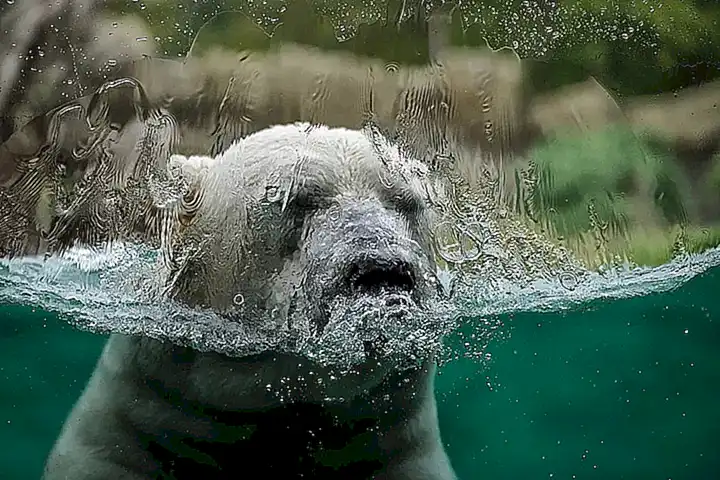 Los cangrejos son muy sensibles a los cambios en la calidad del agua y pueden verse afectados por la contaminación y el cambio climático