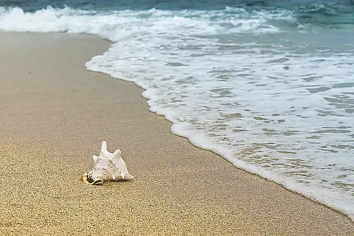 Los mejillones se pueden encontrar en la playa de Stardew Valley