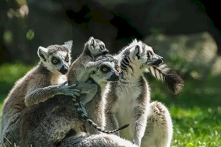 Los moluscos son un grupo de animales invertebrados