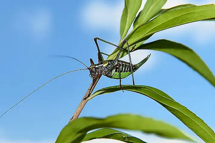 Los pulpos son animales invertebrados