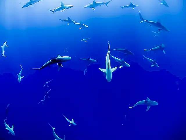 Los pulpos son presas comunes para algunos tiburones