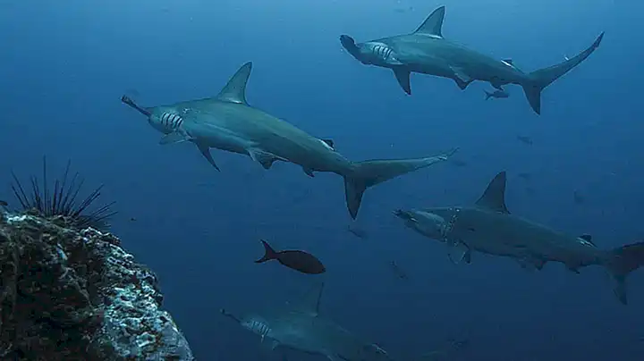 Los tiburones martillo y los tiburones de arrecife son conocidos por comer pulpos