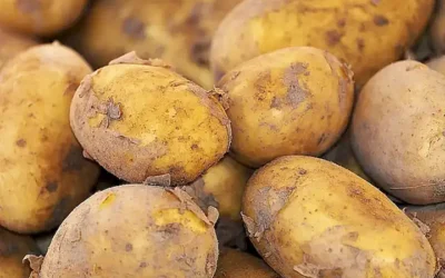 Maridaje de vino con patatas
