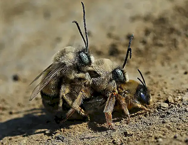 Maridajes irresistibles