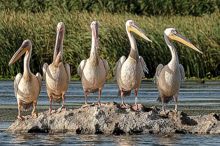 Medidas de conservación